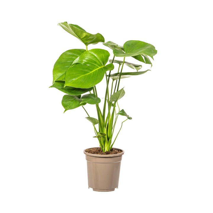 Monstera Deliciosa Tauerii Ø17Cm - ↕50 - 70Cm