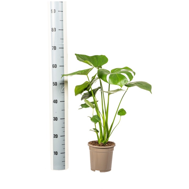 Monstera Deliciosa Tauerii Ø17Cm - ↕50 - 70Cm