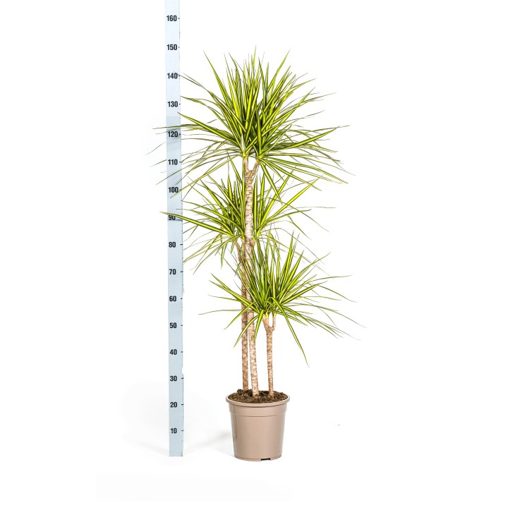 Dracaena Marginata Sunray Ø24Cm - ↕130 - 150Cm