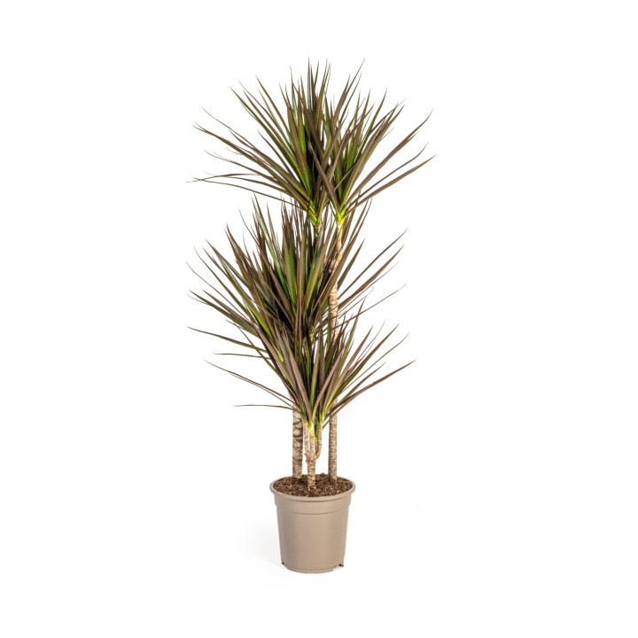 Dracaena Marginata Magenta Ø21Cm - ↕110 - 130Cm