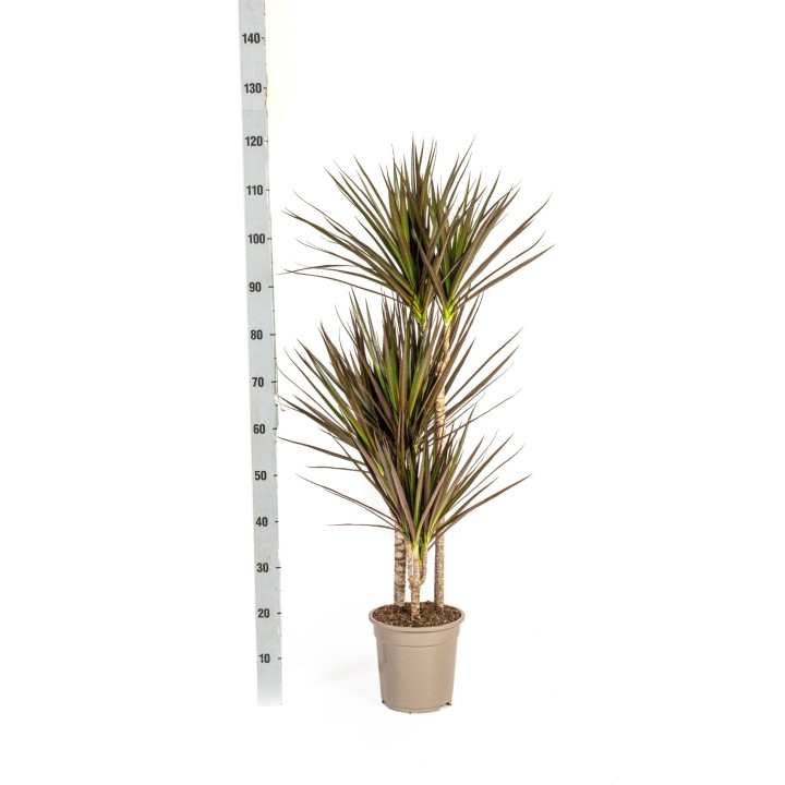 Dracaena Marginata Magenta Ø21Cm - ↕110 - 130Cm