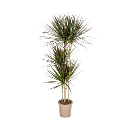 Dracaena Marginata Magenta Ø24Cm - ↕130 - 150Cm