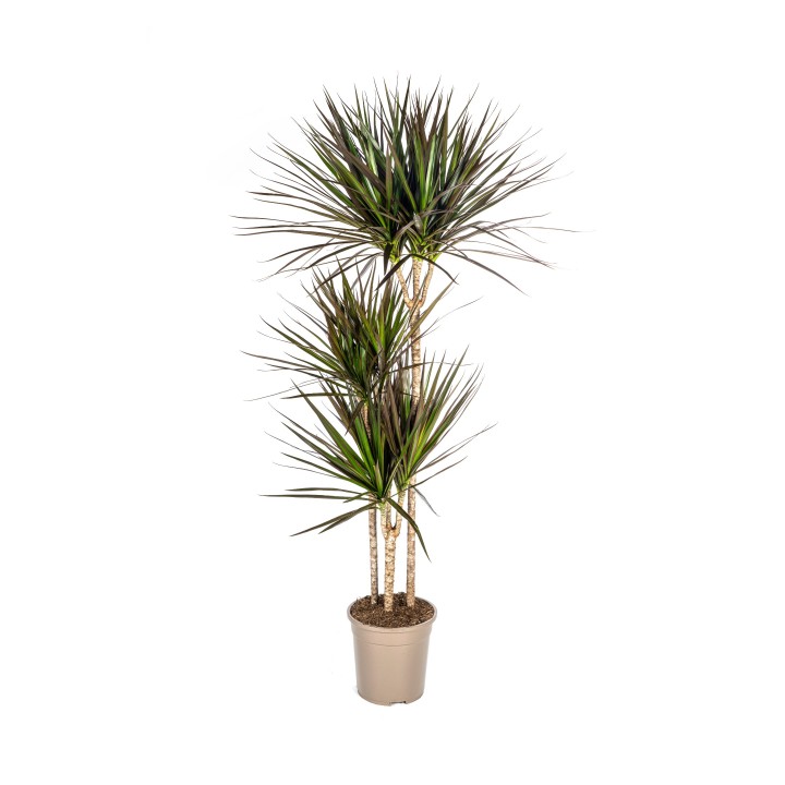 Dracaena Marginata Magenta Ø24Cm - ↕130 - 150Cm