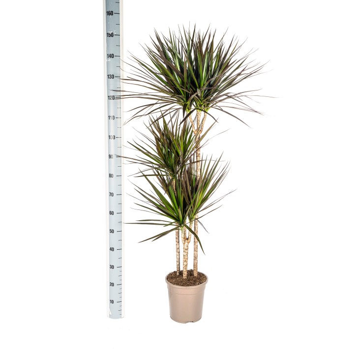 Dracaena Marginata Magenta Ø24Cm - ↕130 - 150Cm