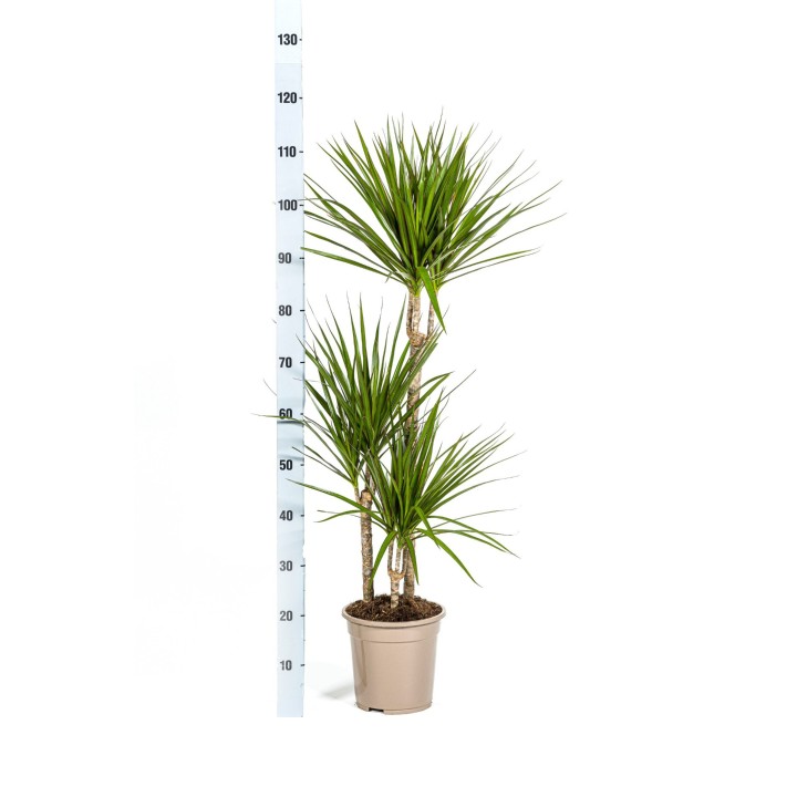 Dracaena Marginata Green Ø21Cm - ↕110 - 130Cm