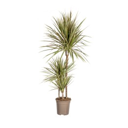 Dracaena Marginata Bicolor Ø21Cm - ↕110 - 130Cm