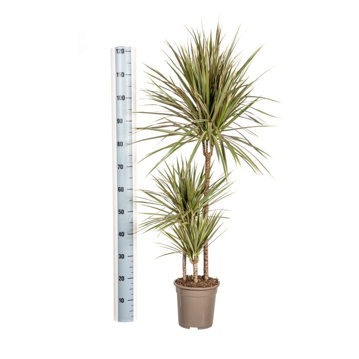 Dracaena Marginata Bicolor Ø21Cm - ↕110 - 130Cm