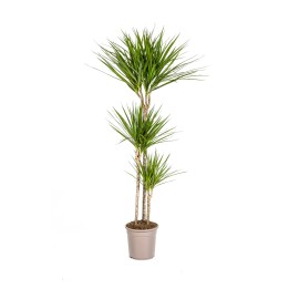 Dracaena Marginata Green Ø24Cm - ↕130 - 150Cm