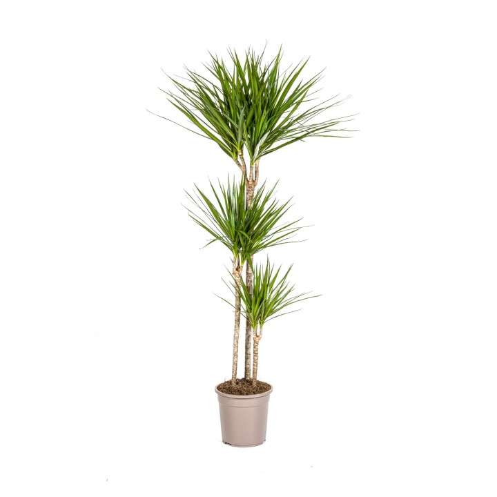 Dracaena Marginata Green Ø24Cm - ↕130 - 150Cm