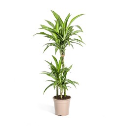 Dracaena Deremensis White Stripe Ø21Cm - ↕90 - 110Cm