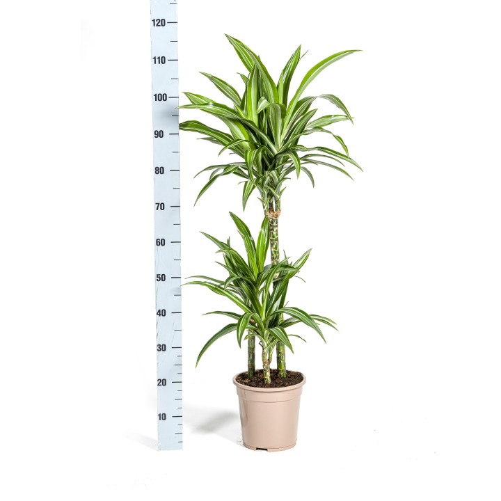 Dracaena Deremensis White Stripe Ø21Cm - ↕90 - 110Cm