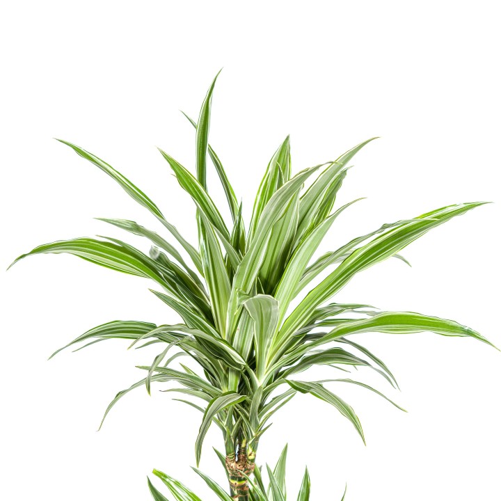 Dracaena Deremensis White Stripe Ø19Cm - ↕70 - 90Cm