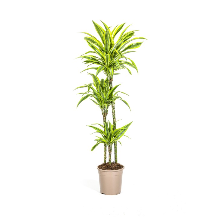 Dracaena Deremensis Lemon Lime Ø24Cm - ↕130 - 150Cm