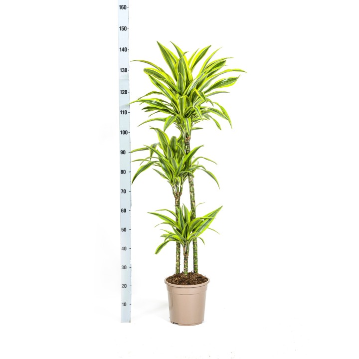 Dracaena Deremensis Lemon Lime Ø24Cm - ↕130 - 150Cm