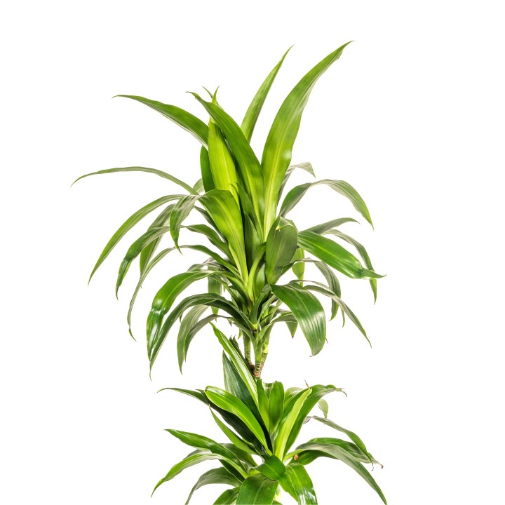 Dracaena Deremensis Lisa Ø19Cm - ↕70 - 90Cm