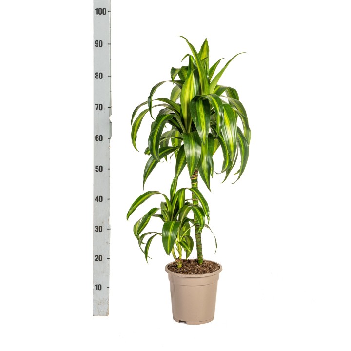 Dracaena Deremensis Hawaiian Sunshine Ø19Cm - ↕70 - 90Cm