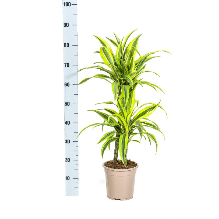 Dracaena Deremensis Lemon Lime Ø19Cm - ↕70 - 90Cm