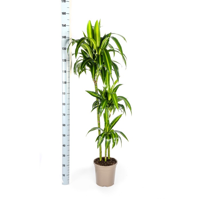 Dracaena Deremensis Hawaiian Sunshine Ø24Cm - ↕130 - 150Cm