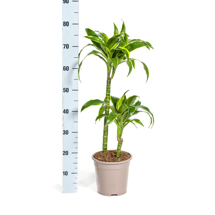 Dracaena Deremensis Dorado Ø19Cm - ↕70 - 90Cm