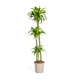 Dracaena Deremensis Dorado Ø24Cm - ↕120 - 140Cm