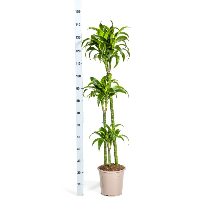 Dracaena Deremensis Dorado Ø24Cm - ↕120 - 140Cm