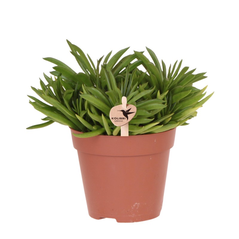 Plante d'intérieur verte - Succulent Beam Happy - Pot Ø12Cm