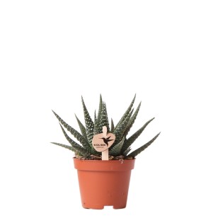 Succulent Haworthia Altesse Royale - Taille du pot Ø6Cm
