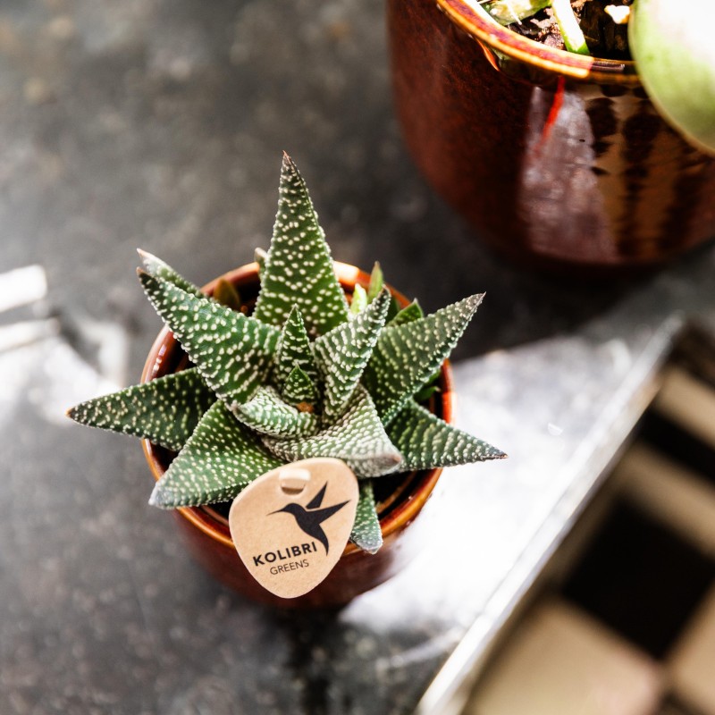 Succulent Haworthia Altesse Royale - Taille du pot Ø6Cm
