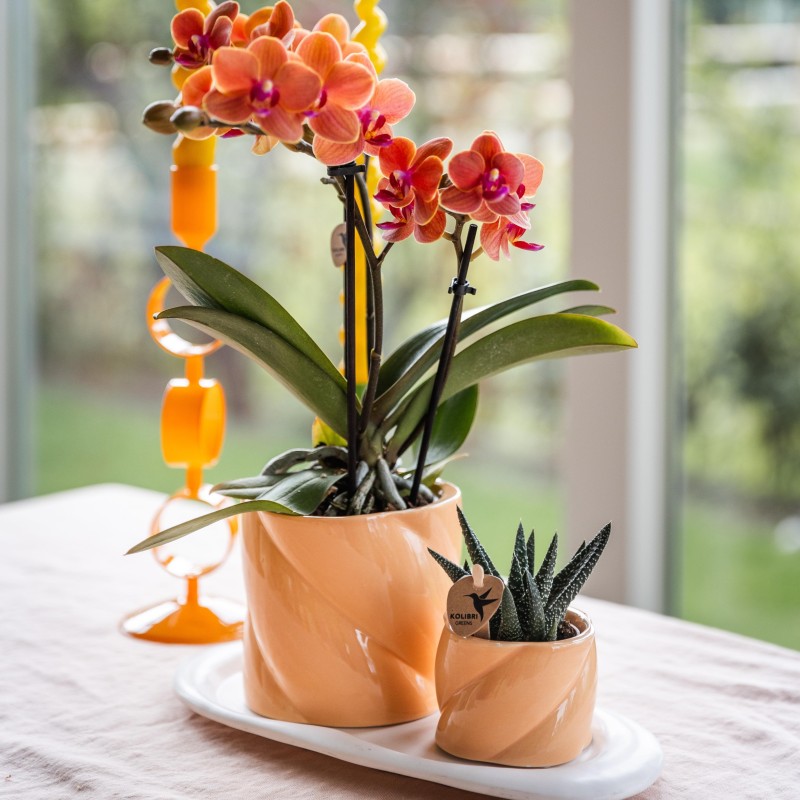 Succulent Haworthia Altesse Royale - Taille du pot Ø6Cm