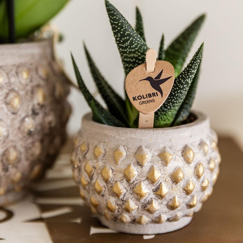 Succulent Haworthia Altesse Royale - Taille du pot Ø6Cm