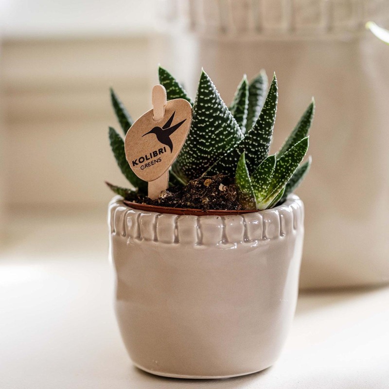 Succulent Haworthia Altesse Royale - Taille du pot Ø6Cm