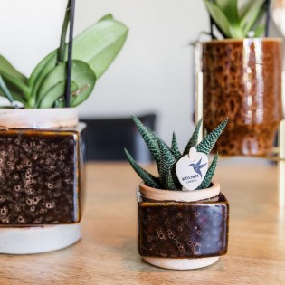 Succulent Haworthia Altesse Royale - Taille du pot Ø6Cm