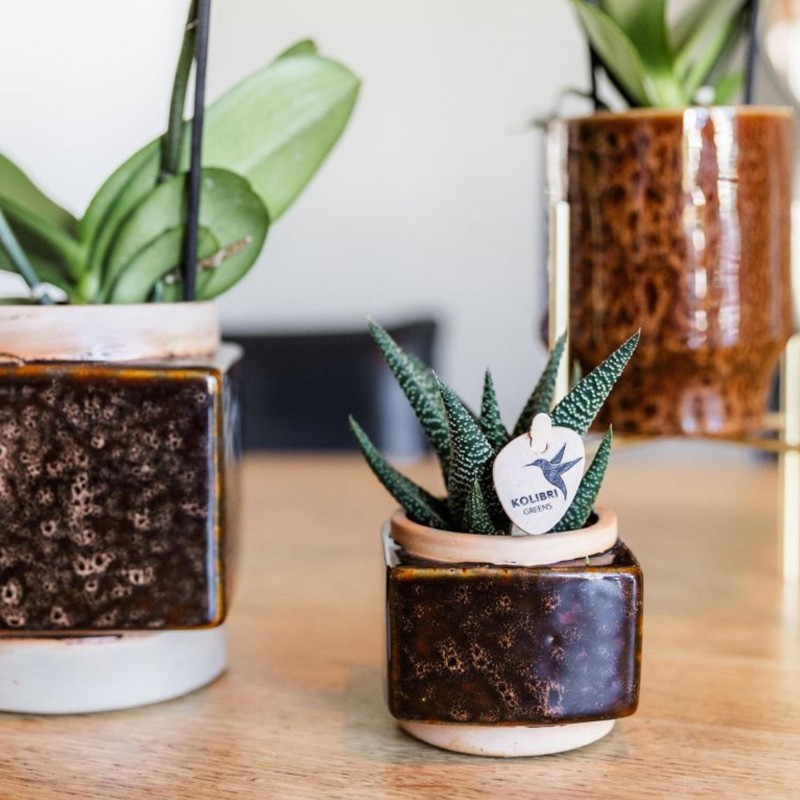 Succulent Haworthia Altesse Royale - Taille du pot Ø6Cm