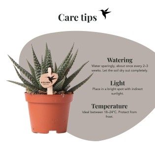 Succulent Haworthia Altesse Royale - Taille du pot Ø6Cm