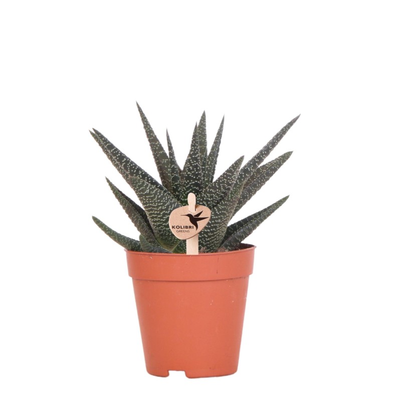 Succulent Haworthia Altesse Royale - Taille du pot Ø9Cm - Plante verte