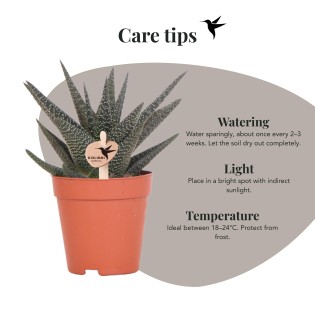 Succulent Haworthia Altesse Royale - Taille du pot Ø9Cm - Plante verte