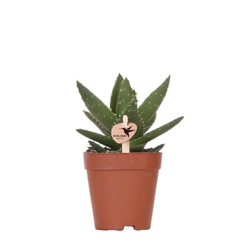 Succulent Aloe Brevifolia - Taille du pot Ø9Cm
