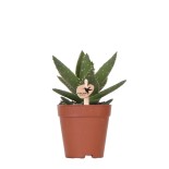Succulent Aloe Brevifolia - Taille du pot Ø9Cm