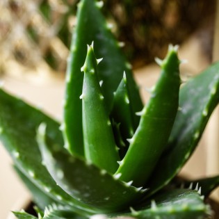 Succulent Aloe Brevifolia - Taille du pot Ø9Cm