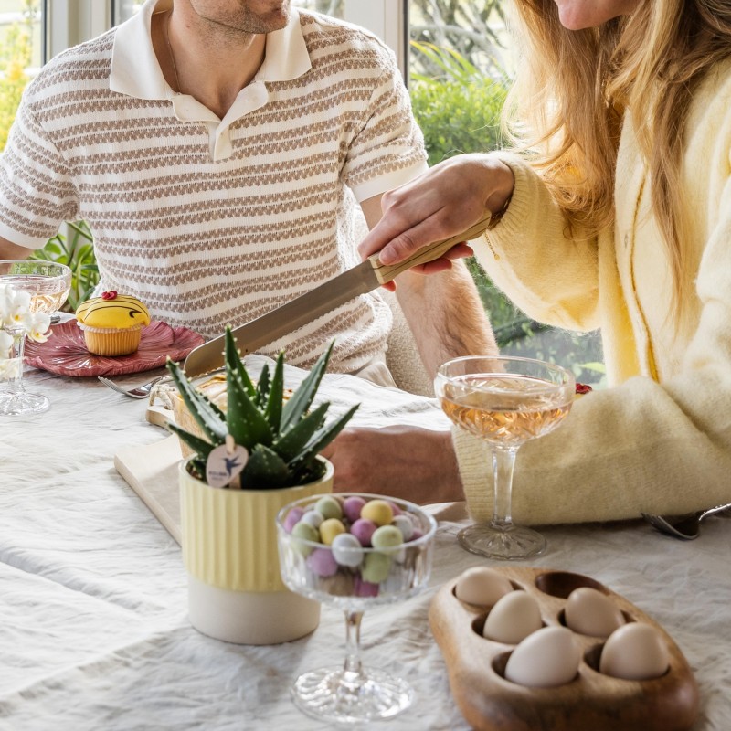 Succulent Aloe Brevifolia - Taille du pot Ø9Cm