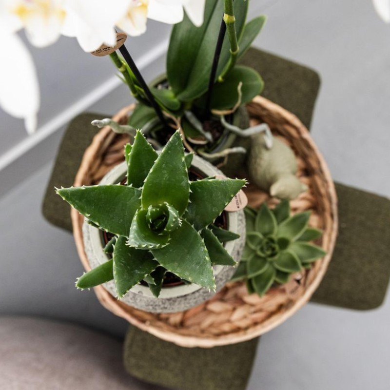 Succulent Aloe Brevifolia - Taille du pot Ø9Cm