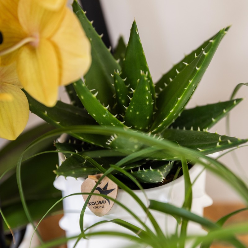 Succulent Aloe Brevifolia - Taille du pot Ø9Cm