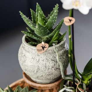 Succulent Aloe Brevifolia - Taille du pot Ø9Cm