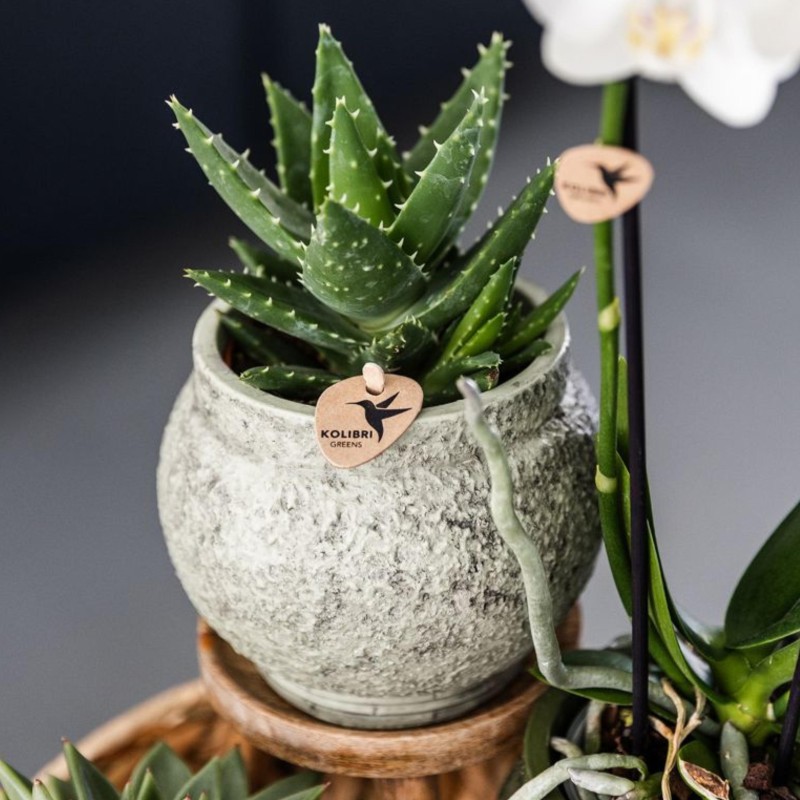 Succulent Aloe Brevifolia - Taille du pot Ø9Cm