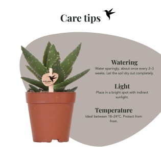 Succulent Aloe Brevifolia - Taille du pot Ø9Cm