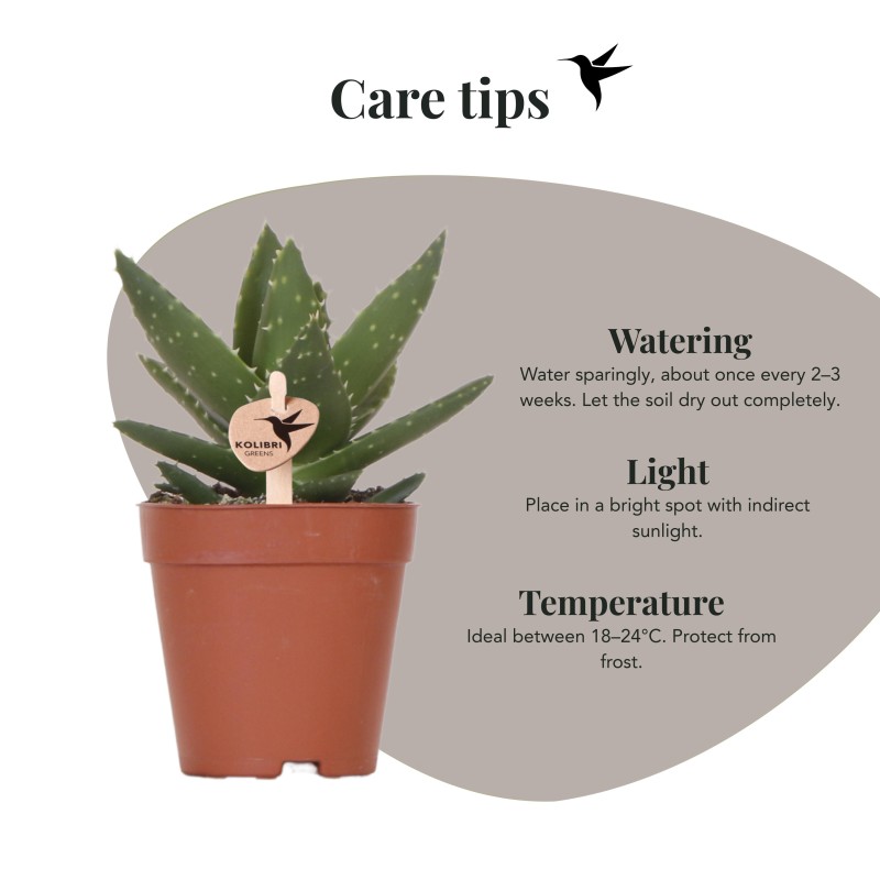 Succulent Aloe Brevifolia - Taille du pot Ø9Cm