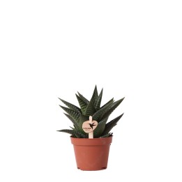 Succulente Haworthia Limifolia - Taille du pot Ø6Cm