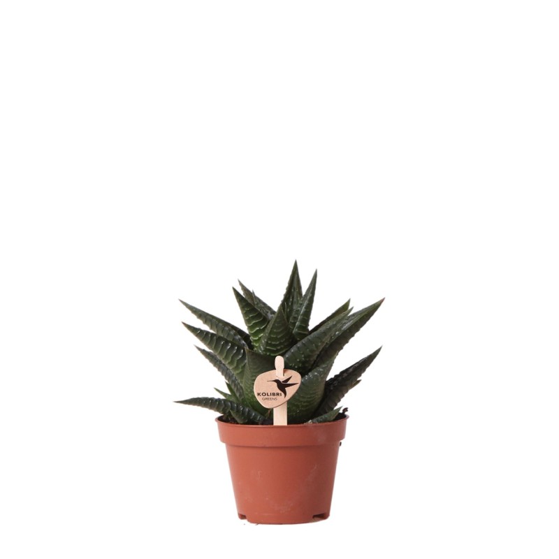 Succulente Haworthia Limifolia - Taille du pot Ø6Cm