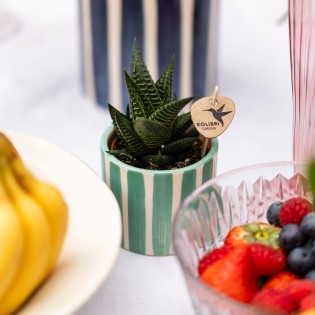 Succulente Haworthia Limifolia - Taille du pot Ø6Cm