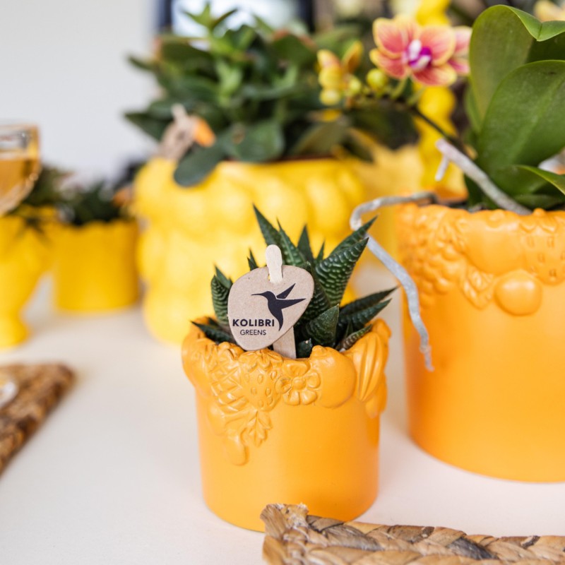 Succulente Haworthia Limifolia - Taille du pot Ø6Cm